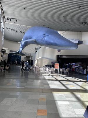 Aquarium Of The Pacific   Giant Whale
